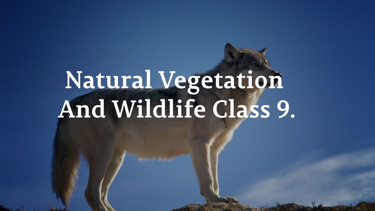 Natural Vegetation And Wildlife Class 9 HTML KICK